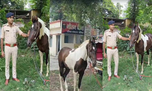 ई तो गजबे है! घोड़े के जरिए बिहार में हो रही थी शराब की तस्करी